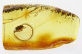 Detailed Fossil False Flower Beetle (Scraptiidae) in Baltic Amber #307610-2